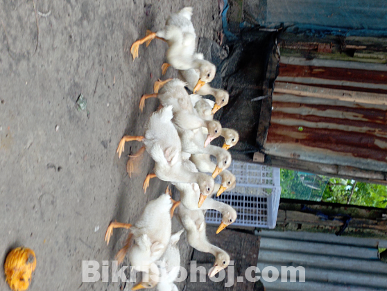 ১০ পিস বেইজিং বা পেকিন স্টার ১৩ হাসের বড় বাচ্চা